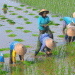 Surplus Rice Production in Indonesia: What the 2024 La Niña Forecast Means for Farmers