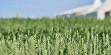 Tatarstan’s Grain Harvest Progress: 46% of Fields Threshed Despite Weather Challenges