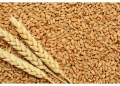 Tomsk Farmers Face Wheat Crop Loss Due to Heavy Rains: A Climate Challenge in Harvest Season