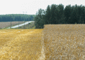 New Wheat Variety from Chelyabinsk: A Breakthrough for Russian Agriculture