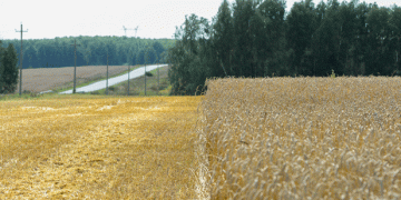New Wheat Variety from Chelyabinsk: A Breakthrough for Russian Agriculture
