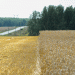 New Wheat Variety from Chelyabinsk: A Breakthrough for Russian Agriculture