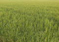 122.6 Tons of Barley and Rye Seeds Distributed in Jeonnam: Boosting Crop Yields with Certified Varieties