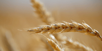 Volgograd’s Grain Export Boom: 8,500 Tons of Corn and Barley Head to Iran
