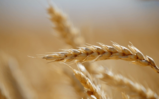 Volgograd’s Grain Export Boom: 8,500 Tons of Corn and Barley Head to Iran