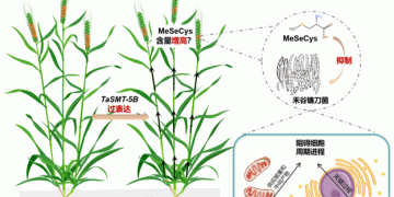 Breakthrough in Wheat Disease Management: Yangzhou University’s Innovative Approach to Combat Fusarium Head Blight