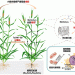 Breakthrough in Wheat Disease Management: Yangzhou University’s Innovative Approach to Combat Fusarium Head Blight