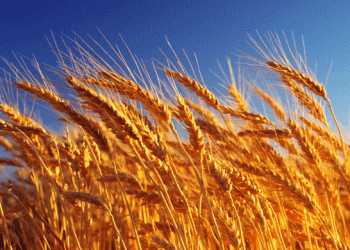 AgriLife Extension’s Top Wheat Varieties: Picks for the 2024 Planting Season