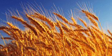 AgriLife Extension’s Top Wheat Varieties: Picks for the 2024 Planting Season