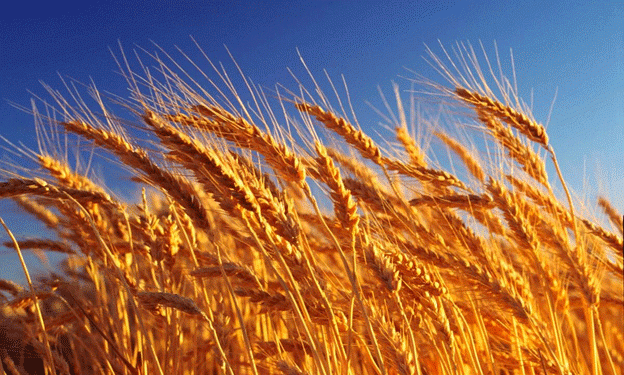 AgriLife Extension’s Top Wheat Varieties: Picks for the 2024 Planting Season