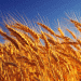 AgriLife Extension’s Top Wheat Varieties: Picks for the 2024 Planting Season
