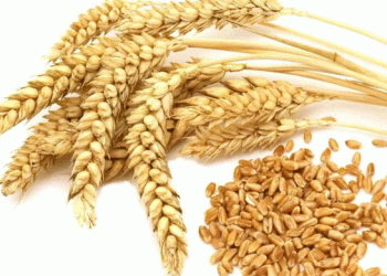 U.S. Wheat Prices Hit Four-Year Low: Analyzing the Global and Domestic Forces at Play