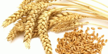 U.S. Wheat Prices Hit Four-Year Low: Analyzing the Global and Domestic Forces at Play