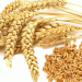 U.S. Wheat Prices Hit Four-Year Low: Analyzing the Global and Domestic Forces at Play