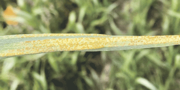 Cereal Leaf Diseases Make a Comeback: What Farmers Need to Know for the 2024 Season