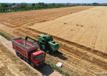 Xinjiang’s Wheat Harvest in Full Swing: A Busy Season in Qitai County