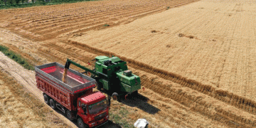 Xinjiang’s Wheat Harvest in Full Swing: A Busy Season in Qitai County