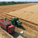 Xinjiang’s Wheat Harvest in Full Swing: A Busy Season in Qitai County