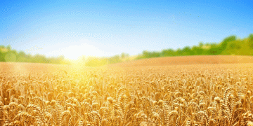 Global Cereal Production Set to Hit Record High in 2024: What It Means for Farmers and the Agricultural Sector