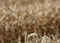 Kuban Wheat 2024: High-Quality Grain Recognized for Its Baking Potential