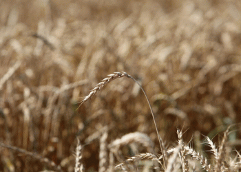 Kuban Wheat 2024: High-Quality Grain Recognized for Its Baking Potential
