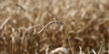 Kuban Wheat 2024: High-Quality Grain Recognized for Its Baking Potential