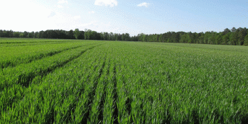 Winter Crop Sowing Begins in Tambov Region: Over 400,000 Hectares Planned for 2025 Harvest