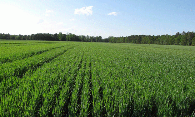 Winter Crop Sowing Begins in Tambov Region: Over 400,000 Hectares Planned for 2025 Harvest