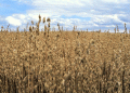 New EU Mycotoxin Limits: What Farmers and Agronomists Need to Know for the 2024 Harvest Season