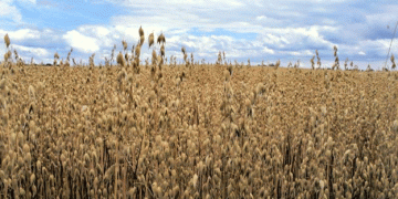 New EU Mycotoxin Limits: What Farmers and Agronomists Need to Know for the 2024 Harvest Season