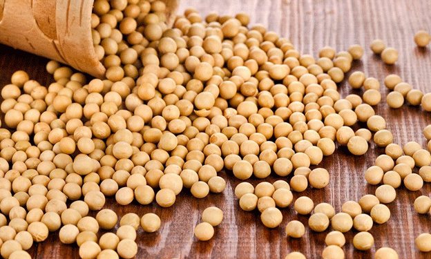 Vietnam’s Mid-Year Agricultural Import Review: Corn, Soybean, and Wheat Trends in 2024