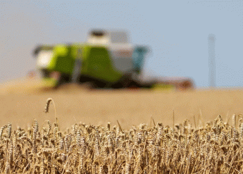 Adapting to Climate Challenges: The Decline of Wheat Cultivation in North Rhine-Westphalia