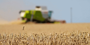 Adapting to Climate Challenges: The Decline of Wheat Cultivation in North Rhine-Westphalia