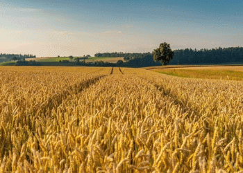 Rye Harvest at Risk: The Lowest in Five Years – What It Means for Russian Agriculture