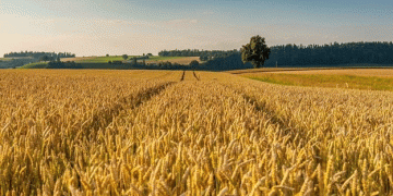 Rye Harvest at Risk: The Lowest in Five Years – What It Means for Russian Agriculture