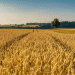 Rye Harvest at Risk: The Lowest in Five Years – What It Means for Russian Agriculture