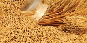 Harvesting Success: The Latest Insights from the ‘Privolzhye’ Agro-Polygon Trials