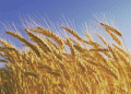Slow-Maturing Wheat and Preparedness: Kostanay Farmers Gear Up for a Challenging Harvest