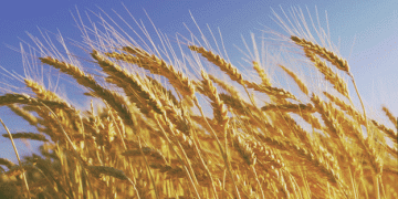 Slow-Maturing Wheat and Preparedness: Kostanay Farmers Gear Up for a Challenging Harvest