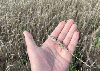 Kazakhstan Unlikely to Impose Wheat Export Duty: Vice Premier Jumanğarin Eases Concerns