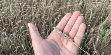 Kazakhstan Unlikely to Impose Wheat Export Duty: Vice Premier Jumanğarin Eases Concerns