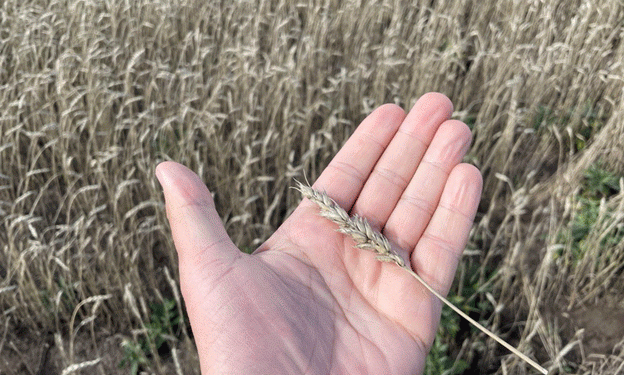 Kazakhstan Unlikely to Impose Wheat Export Duty: Vice Premier Jumanğarin Eases Concerns