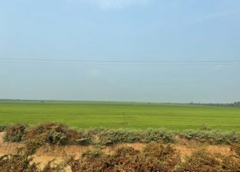 Broad-spectrum antagonistic potential of Bacillus spp. volatiles against Rhizoctonia solani and Xanthomonas oryzae pv. oryzae