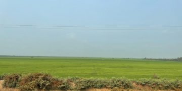 Broad-spectrum antagonistic potential of Bacillus spp. volatiles against Rhizoctonia solani and Xanthomonas oryzae pv. oryzae