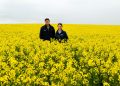 BASF Expands InVigor Canola Range with New Hybrid Varieties for 2025