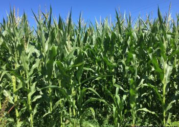 Enhancing maize growth and resilience to environmental stress with biochar, gibberellic acid and rhizobacteria
