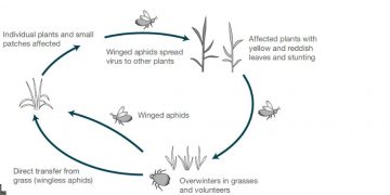 Basic biology of the grain aphid
