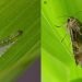 Biology of fall armyworm