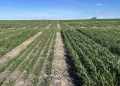 Market Update: Australian Grain Prices and Weather Impact