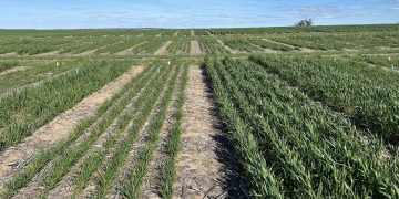 Market Update: Australian Grain Prices and Weather Impact